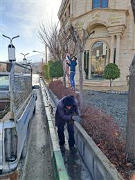 اجرای گسترده هرس درختان و بوته‌های گیاهی در سطح شهر