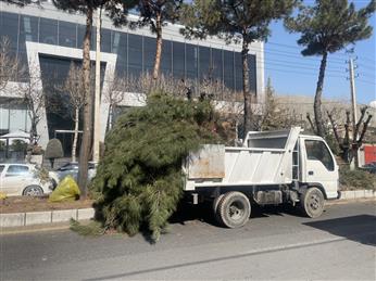 اجرای عملیات زیرگیری درختان كاج در ریفیوژ بلوار اصلی شهر